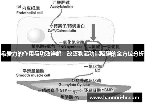 希爱力的作用与功效详解：改善勃起功能障碍的全方位分析